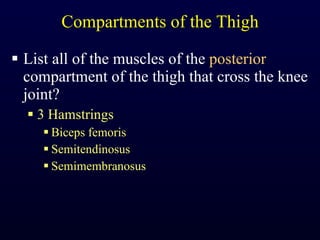 Compartments of the Thigh List all of the muscles of the  posterior  compartment of the thigh that cross the knee joint? 3 Hamstrings Biceps femoris Semitendinosus Semimembranosus 