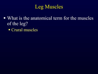 Leg Muscles What is the anatomical term for the muscles of the leg? Crural muscles 