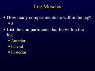 Leg Muscles How many compartments lie within the leg? 3 List the compartments that lie within the leg. Anterior Lateral Posterior 