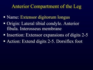 Anterior Compartment of the Leg Name:  Extensor digitorum longus Origin: Lateral tibial condyle. Anterior fibula. Interosseus membrane Insertion: Extensor expansions of digits 2-5 Action: Extend digits 2-5. Dorsiflex foot 