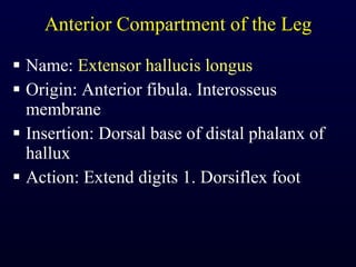 Anterior Compartment of the Leg Name:  Extensor hallucis longus Origin: Anterior fibula. Interosseus membrane Insertion: Dorsal base of distal phalanx of hallux Action: Extend digits 1. Dorsiflex foot 