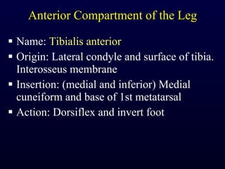 Anterior Compartment of the Leg Name:  Tibialis anterior Origin: Lateral condyle and surface of tibia. Interosseus membrane Insertion: (medial and inferior) Medial cuneiform and base of 1st metatarsal Action: Dorsiflex and invert foot 