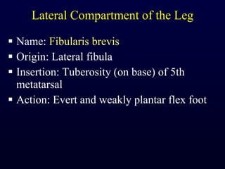 Lateral Compartment of the Leg Name:  Fibularis brevis Origin: Lateral fibula Insertion: Tuberosity (on base) of 5th metatarsal Action: Evert and weakly plantar flex foot 