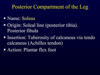 Posterior Compartment of the Leg Name:  Soleus Origin: Soleal line (posterior tibia). Posterior fibula Insertion: Tuberosity of calcaneus via tendo calcaneus (Achilles tendon) Action: Plantar flex foot 