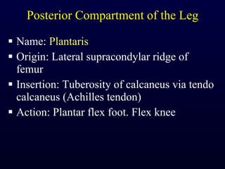 Posterior Compartment of the Leg Name:  Plantaris Origin: Lateral supracondylar ridge of femur Insertion: Tuberosity of calcaneus via tendo calcaneus (Achilles tendon) Action: Plantar flex foot. Flex knee 