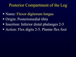 Posterior Compartment of the Leg Name:  Flexor digitorum longus Origin: Posteriomedial tibia Insertion: Inferior distal phalanges 2-5 Action: Flex digits 2-5. Plantar flex foot 