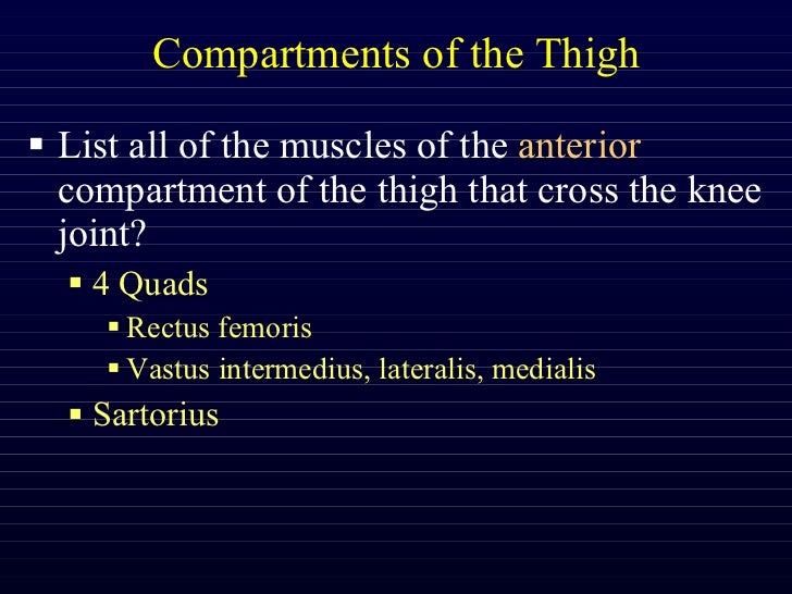 thigh compartments thigh compartments
