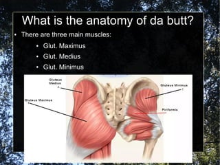 What is the anatomy of da butt?
● There are three main muscles:
● Glut. Maximus
● Glut. Medius
● Glut. Minimus
 