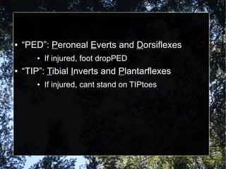 ● “PED”: Peroneal Everts and Dorsiflexes
● If injured, foot dropPED
● “TIP”: Tibial Inverts and Plantarflexes
● If injured, cant stand on TIPtoes
 