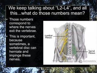 We keep talking about “L2-L4”, and all
this...what do those numbers mean?
● Those numbers
correspond to
where the nerves
exit the vertebrae.
● This is important,
because
sometimes, a
vertebral disc can
herniate and
impinge these
nerves.
 