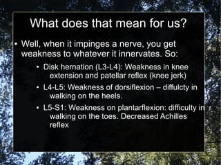 What does that mean for us?
● Well, when it impinges a nerve, you get
weakness to whatever it innervates. So:
● Disk hernation (L3-L4): Weakness in knee
extension and patellar reflex (knee jerk)
● L4-L5: Weakness of dorsiflexion – diffulcty in
walking on the heels.
● L5-S1: Weakness on plantarflexion: difficulty in
walking on the toes. Decreased Achilles
reflex
 