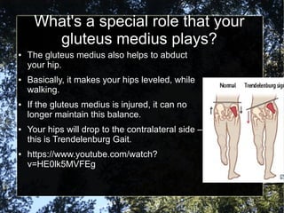 What's a special role that your
gluteus medius plays?
● The gluteus medius also helps to abduct
your hip.
● Basically, it makes your hips leveled, while
walking.
● If the gluteus medius is injured, it can no
longer maintain this balance.
● Your hips will drop to the contralateral side –
this is Trendelenburg Gait.
● https://www.youtube.com/watch?
v=HE0lk5MVFEg
 