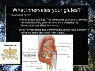 What innervates your glutes?
● The second nerve:
● Inferior gluteal (L5-S2). This innervates your glut. Maximus.
It's right down by your hip joint, so a posterior hip
dislocation can affect this nerve.
● Since its your main glut. Powerhouse, pt will have difficulty
climbing stairs and rising from a seat.
 