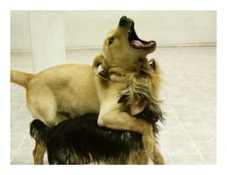 Norman Lewis\'s presentation at eComm 2008