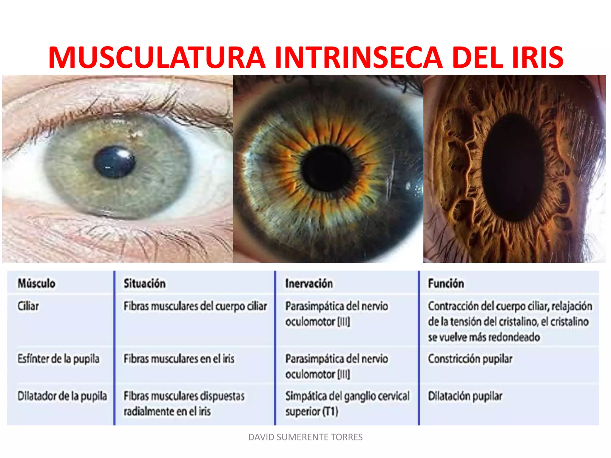 Anatomía Del Ojo Humano Ppt Diapositivas Sobre La Anatomía Del Ojo Y