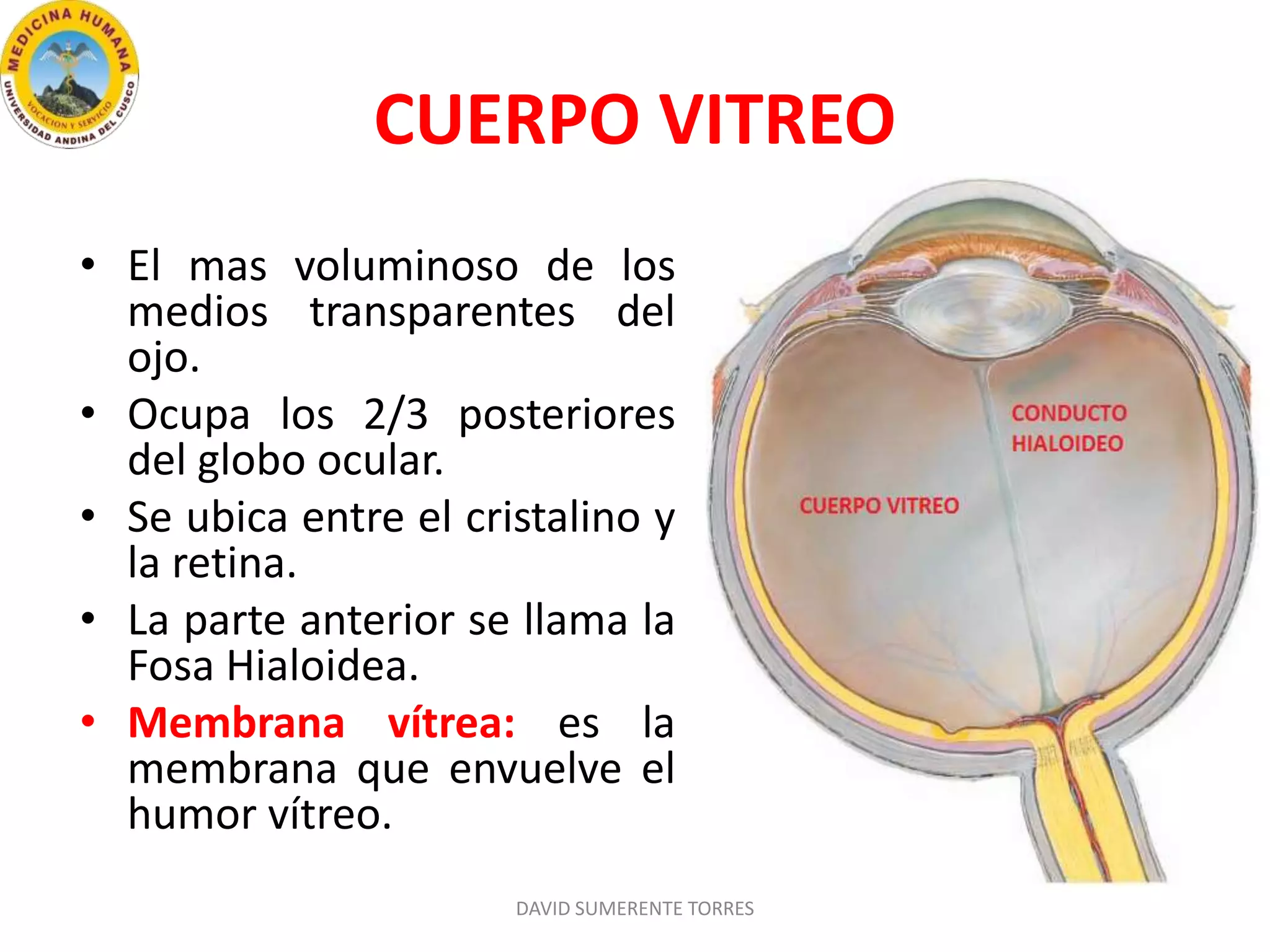 Anatomía Del Ojo Humano Ppt Diapositivas Sobre La Anatomía Del Ojo Y