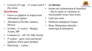 • Consists of 2 spp. – P. nudum and P.
flaccidum
Distribution:
• Grows as epiphyte in tropical and
subtropical regions
• Abundant in Florida, Jamaica,
Mexico
• In India – P. nudum – Bengal,
Assam, MP
• Common in – AP, TN, MH, Kerala
• P. nudum – grow erect and dwarf,
epiphytic forms grow pendent
• Plant body – 2 parts –
• a) rhizome
• Inside soil, dichotomously branched
– due to injury or variations in
meristematic tissue, bear scales
• Lack true roots
• Harbours endophytic fungus
• Bears filamentous rhizoids –
anchorage & absorption
 