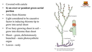 • Covered with cuticle
• b) an erect or pendent green aerial
portion
• Arise from rhizome
• Light considered to be causative
factor in inducing rhizome tip to
grow into aerial shoot
• If we bury growing shoot in soil –
grow into rhizome than shoot
• Shoot – green, dichotomously
branched – main photosynthetic
organ
• Leaves - scaly
 
