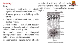 Anatomy:
Stem:
• Outermost epidermis – single
layered with cuticle (cutin and wax)
• Stomata present – subsidiary cells
absent
• Cortex – differentiated into 3 well
marked regions
i) outer cortex – thin-walled loosely
arranged chlorenchymatous, elongated
cells – contain starch grains
ii) middle cortex – elongated
chlorophylless cells – thickened cell
walls – few or no starch grains
iii) inner cortex – several layers of cells
– reduced thickness of cell walls as
proceed towards stelar region – starch
grain present – region called as storage
region
 