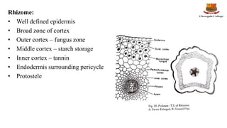 Rhizome:
• Well defined epidermis
• Broad zone of cortex
• Outer cortex – fungus zone
• Middle cortex – starch storage
• Inner cortex – tannin
• Endodermis surrounding pericycle
• Protostele
 