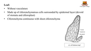 Leaf:
• Without vasculature
• Made up of chlorenchymatous cells surrounded by epidermal layer (devoid
of stomata and chloroplast)
• Chlorenchyma continuous with shoot chlorenchyma
L.S. of Psilotum leaf
 