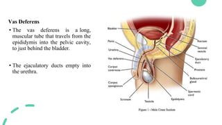 Vas Deferens
• The vas deferens is a long,
muscular tube that travels from the
epididymis into the pelvic cavity,
to just behind the bladder.
• The ejaculatory ducts empty into
the urethra.
 