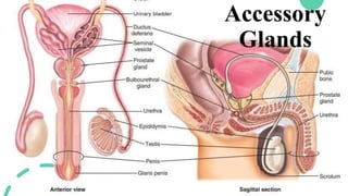 Accessory
Glands
 