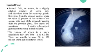 Seminal Fluid
• Seminal fluid, or semen, is a slightly
alkaline mixture of sperm cells
and secretions from the accessory glands.
Secretions from the seminal vesicles make
up about 60 percent of the volume of the
semen, with most of the remainder coming
from the prostate gland. The sperm and
secretions from the bulbourethral
gland contribute only a small volume.
• The volume of semen in a single
ejaculation may vary from 1.5 to 6.0 ml.
There are usually between 50 to 150
million sperm per milliliter of semen.
 