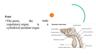 Penis
•The penis, the male
a
copulatory organ, is
cylindrical pendant organ
 