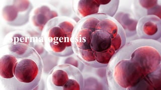 Spermatogenesis
 