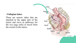•Fallopian tubes:
These are narrow tubes that are
attached to the upper part of the
uterus and serve as pathways for
the ova (egg cells) to travel from
the ovaries to the uterus.
 