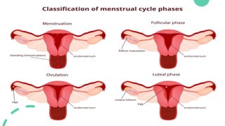 Female REPRODUCTIVE SYSTEM PowerPoint presentation .pptx