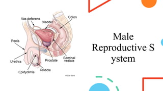 Male
Reproductive S
ystem
 
