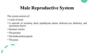 Male Reproductive System
This system consists of:
• A pair of testes
• A network of excretory ducts (epididymis, ductus deferens (vas deferens), and
ejaculatory ducts)
• Seminal vesicles
• The prostate
• The bulbourethral glands
• The penis
 