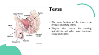 Testes
• The main function of the testes is to
produce and store sperm.
• They’re also crucial for creating
testosterone and other male hormones
called androgens.
 
