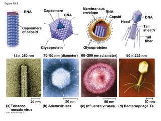 does tobacco mosaic virus have an envelope 19 - Viruses | PPT