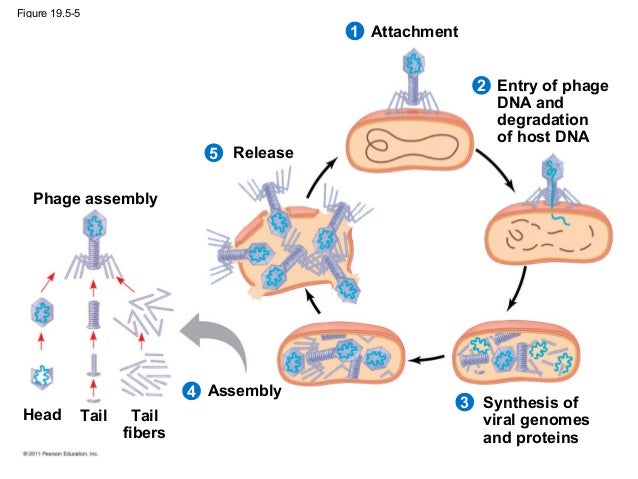 19 - Viruses diagram of t4 phage virus 