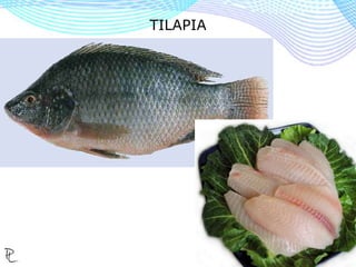 tekst 24
TILAPIA
 