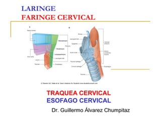LARINGE
FARINGE CERVICAL
Dr. Guillermo Álvarez Chumpitaz
TRAQUEA CERVICAL
ESOFAGO CERVICAL
 