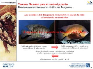 Tercero: Se usan para el control y punto Directores comerciales como cíclidos del Tanganica… Cíclido  sin poder  (90%): gris, virgen y con problemas de alimentación Cíclido  con poder  (10%): colorido, sexo continuo, sin problemas de alimentación Los cíclidos del Tanganica con poder se pasan la vida controlando su territorio Al acceder al poder genera endorfinas que  cambian su cerebro y aspecto, y lo vuelven controlador (miedo) El proceso es reversible: sin poder    gris A algunos les encanta la Gestión del Miedo 