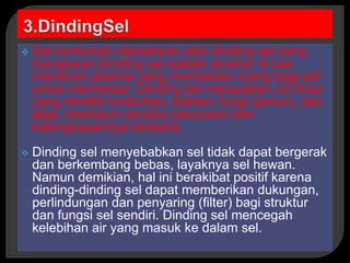  Sel tumbuhan dipisahkan oleh dinding sel yang
transparan.Dinding sel adalah struktur di luar
membran plasma yang membatasi ruang bagi sel
untuk membesar. Dinding sel merupakan ciri khas
yang dimiliki tumbuhan, bakteri, fungi (jamur), dan
alga, meskipun struktur penyusun dan
kelengkapannya berbeda.
 Dinding sel menyebabkan sel tidak dapat bergerak
dan berkembang bebas, layaknya sel hewan.
Namun demikian, hal ini berakibat positif karena
dinding-dinding sel dapat memberikan dukungan,
perlindungan dan penyaring (filter) bagi struktur
dan fungsi sel sendiri. Dinding sel mencegah
kelebihan air yang masuk ke dalam sel.
 