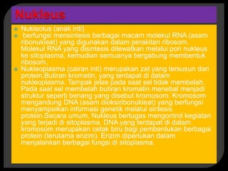  Nukleolus (anak inti)
 berfungsi mensintesis berbagai macam molekul RNA (asam
ribonukleat) yang digunakan dalam perakitan ribosom.
Molekul RNA yang disintesis dilewatkan melalui pori nukleus
ke sitoplasma, kemudian semuanya bergabung membentuk
ribosom.
 Nukleoplasma (cairan inti) merupakan zat yang tersusun dari
protein.Butiran kromatin, yang terdapat di dalam
nukleoplasma. Tampak jelas pada saat sel tidak membelah.
Pada saat sel membelah butiran kromatin menebal menjadi
struktur seperti benang yang disebut kromosom. Kromosom
mengandung DNA (asam dioksiribonukleat) yang berfungsi
menyampaikan informasi genetik melalui sintesis
protein.Secara umum, Nukleus bertugas mengontrol kegiatan
yang terjadi di sitoplasma. DNA yang terdapat di dalam
kromosom merupakan cetak biru bagi pembentukan berbagai
protein (terutama enzim). Enzim diperlukan dalam
menjalankan berbagai fungsi di sitoplasma.
 