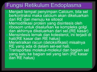  Menjadi tempat penyimpan Calcium, bila sel
berkontraksi maka calcium akan dikeluarkan
dari RE dan menuju ke sitosol
 Memodifikasi protein yang disintesis oleh
ribosom untuk disalurkan ke kompleks golgi
dan akhirnya dikeluarkan dari sel.(RE kasar)
 Mensintesis lemak dan kolesterol, ini terjadi di
hati(RE kasar dan RE halus)
 Menetralkan racun (detoksifikasi) misalnya
RE yang ada di dalam sel-sel hati.
 Transportasi molekul-molekul dan bagian sel
yang satu ke bagian sel yang lain (RE kasar
dan RE halus)
 