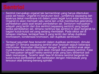  Sentriol merupakan organel tak bermembran yang hanya ditemukan
pada sel hewan. Organel ini berukuran kecil , jumlahnya sepasang dan
letaknya dekat membrane inti dalam posisi tegak lurus antar keduanya.
Organel ini akan memisah satu sama lain untuk membentuk gelendong
pembelahan pada saat terjadi pembelahan sel. Sentorom merupakan
wilayah yang terdiri dari dua sentriol (sepasang sentriol) yang terjadi
ketika pembelahan sel, dimana nantinya tiap sentriol ini akan bergerak ke
bagian kutub-kutub sel yang sedang membelah. Pada siklus sel di
tahapan interfase, terdapat fase S yang terdiri dari tahap duplikasi
kromoseom, kondensasi kromoson, dan duplikasi sentrosom.
 Terdapat sejumlah fase tersendiri dalam duplikasi sentrosom, dimulai
dengan G1 dimana sepasang sentriol akan terpisah sejauh beberapa
mikrometer. Kemudian dilanjutkan dengan S, yaitu sentirol anak akan
mulai terbentuk sehingga nanti akan menjadi dua pasang sentriol. Fase
G2 merupakan tahapan ketika sentriol anak yang baru terbentuk tadi
telah memanjang. Terakhir ialah fase M dimana sentriol bergerak ke
kutub-kutub pembelahan dan berlekatan dengan mikrotubula yang
tersusun atas benang-benang spindel.
 