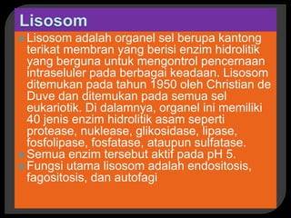  Lisosom adalah organel sel berupa kantong
terikat membran yang berisi enzim hidrolitik
yang berguna untuk mengontrol pencernaan
intraseluler pada berbagai keadaan. Lisosom
ditemukan pada tahun 1950 oleh Christian de
Duve dan ditemukan pada semua sel
eukariotik. Di dalamnya, organel ini memiliki
40 jenis enzim hidrolitik asam seperti
protease, nuklease, glikosidase, lipase,
fosfolipase, fosfatase, ataupun sulfatase.
 Semua enzim tersebut aktif pada pH 5.
 Fungsi utama lisosom adalah endositosis,
fagositosis, dan autofagi
 