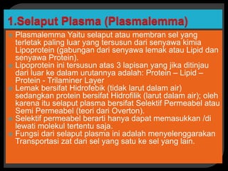  Plasmalemma Yaitu selaput atau membran sel yang
terletak paling luar yang tersusun dari senyawa kimia
Lipoprotein (gabungan dari senyawa lemak atau Lipid dan
senyawa Protein).
 Lipoprotein ini tersusun atas 3 lapisan yang jika ditinjau
dari luar ke dalam urutannya adalah: Protein – Lipid –
Protein - Trilaminer Layer
 Lemak bersifat Hidrofebik (tidak larut dalam air)
sedangkan protein bersifat Hidrofilik (larut dalam air); oleh
karena itu selaput plasma bersifat Selektif Permeabel atau
Semi Permeabel (teori dari Overton).
 Selektif permeabel berarti hanya dapat memasukkan /di
lewati molekul tertentu saja.
 Fungsi dari selaput plasma ini adalah menyelenggarakan
Transportasi zat dari sel yang satu ke sel yang lain.
 