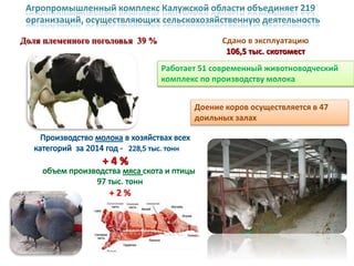 Сдано в эксплуатацию
106,5 тыс. скотомест
Доля племенного поголовья 39 %
Работает 51 современный животноводческий
комплекс по производству молока
Доение коров осуществляется в 47
доильных залах
Агропромышленный комплекс Калужской области объединяет 219
организаций, осуществляющих сельскохозяйственную деятельность
+ 4 %
+ 2 %
 