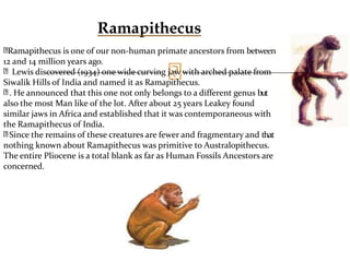 Rmapithecus 1A. HUMAN EVOLUTION (1).pptx