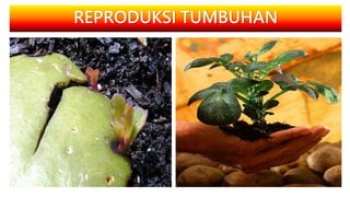 REPRODUKSI TUMBUHAN
 