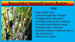 Reproduksi Vegetatif secara Buatan
STEK
•Stek adalah cara
perkembangbiakan dengan
menggunakan potongan-
potongan batang atau cabang,
terutama pada daerah yang
berbuku-buku, misalnya
tanaman Hibiscus tiliaceus(waru)
dan Saccharum
officinarum (tebu).
 